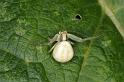 Misumena_vatia_D5211_Z_89_Les Gris_Frankrijk